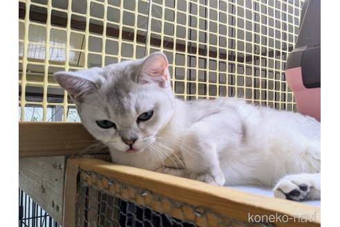 成約済の東京都のバーミラ-46125の19枚目
